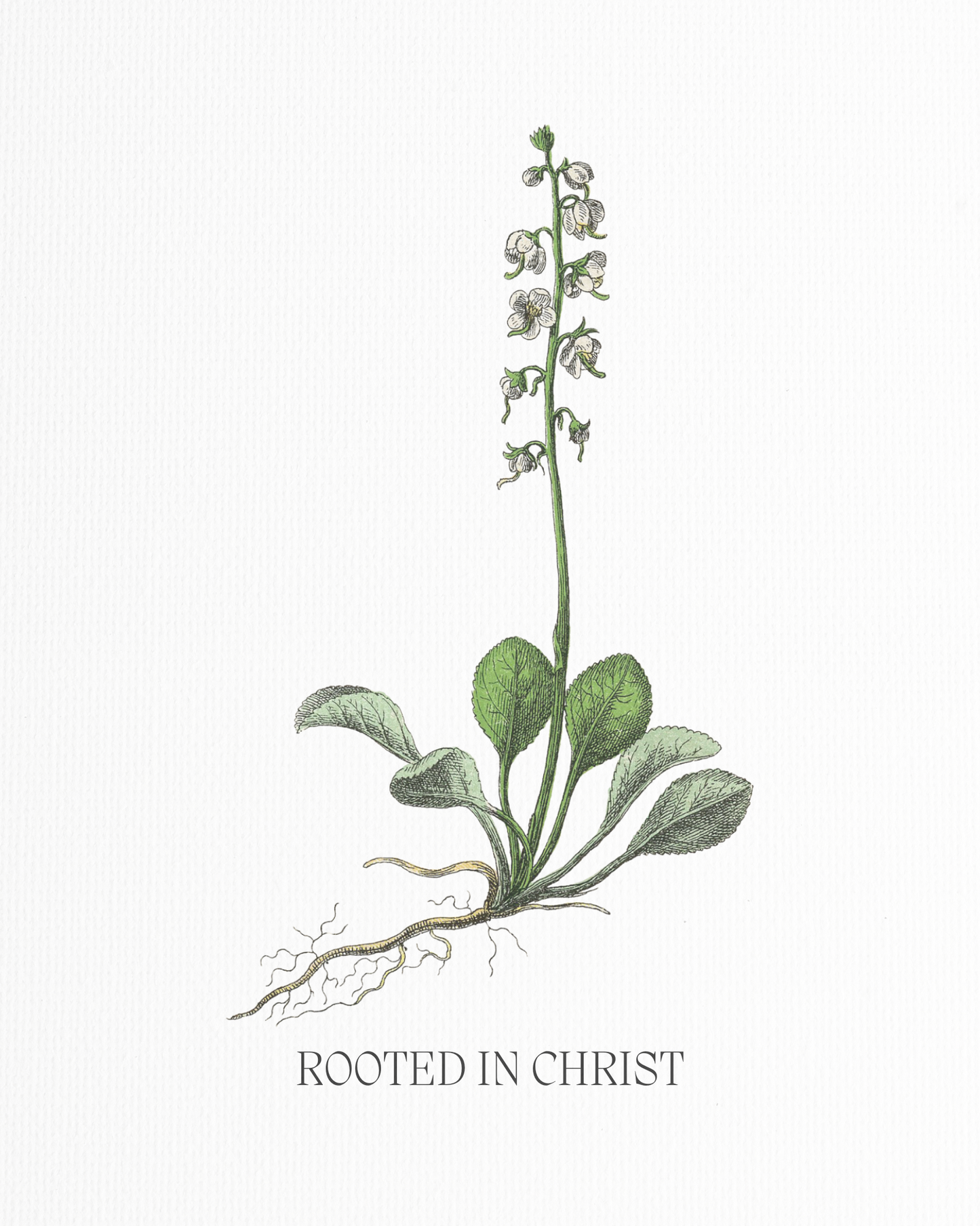 Rooted in Christ Wall Art